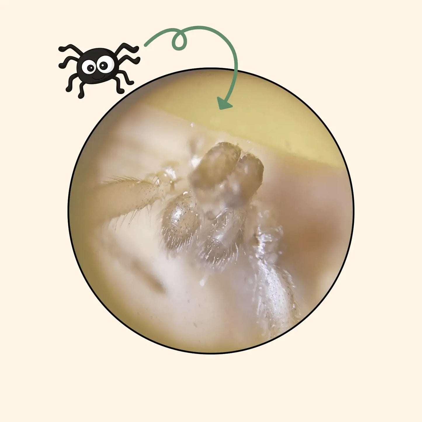 El Chiquiscopio™ - Explora el Mundo Microscópico